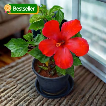 Hibiscus / Gudhal Dwarf Red in 5 Inch Nursery Pot