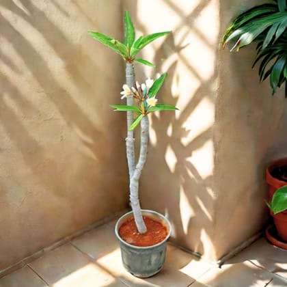 Champa / Temple tree (any colour) in 7 Inch Nursery Pot