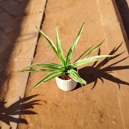 Buy Spider in 4 Inch White Designer Ceramic Pot (any colour) Online | Urvann.com