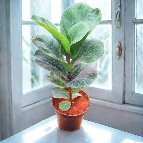 Fiddle Leaf Fig / Ficus Lyrata (~ 1.5 Ft) in 4 Inch Nursery Pot
