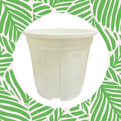 Free Gift - 6 Inch White Super Nursery Pot - Flash Sale