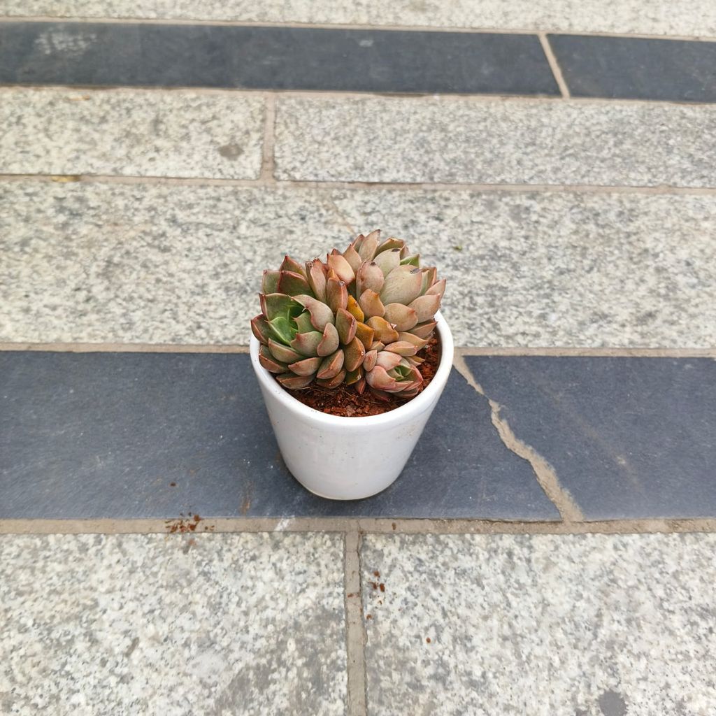 Buy Echeveria Elegans Red in 3 inch Classy Glass Ceramic Pot (any colour) Online | Urvann.com Echeveria Elegans Red in 3 inch Classy Glass Ceramic Pot (any colour)