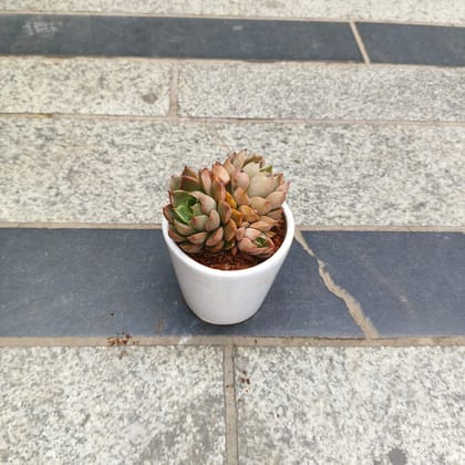 Buy Echeveria Elegans Red in 3 inch Classy Glass Ceramic Pot (any colour) Online | Urvann.com