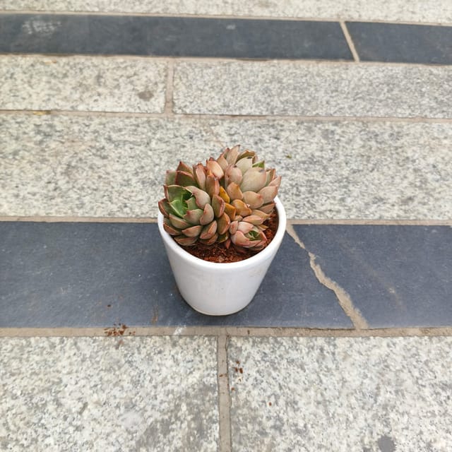 Echeveria Elegans Red in 3 inch Classy Glass Ceramic Pot (any colour)