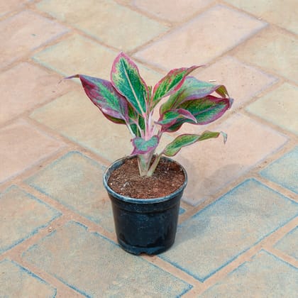 Buy Aglaonema Lipstick in 4 Inch Nursery Pot Online | Urvann.com
