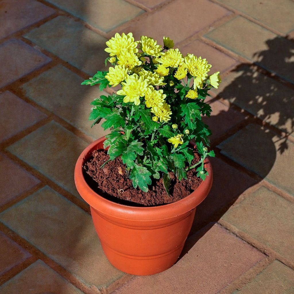 Buy Chrysanthemum / Guldawari / Guldaudi (any colour) in 7 Inch Classy Red Plastic Pot Online | Urvann.com Chrysanthemum / Guldawari / Guldaudi (any colour) in 7 Inch Classy Red Plastic Pot