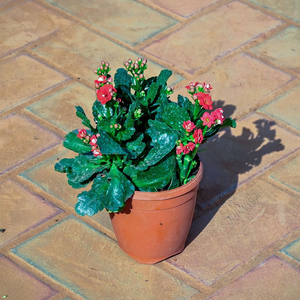 Buy Kalanchoe Red Succulent in 5 Inch Nursery Pot Online | Urvann.com Kalanchoe Red Succulent in 5 Inch Nursery Pot