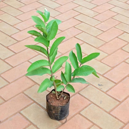 Buy Guava / Amrood in 4 Inch Nursery Bag Online | Urvann.com
