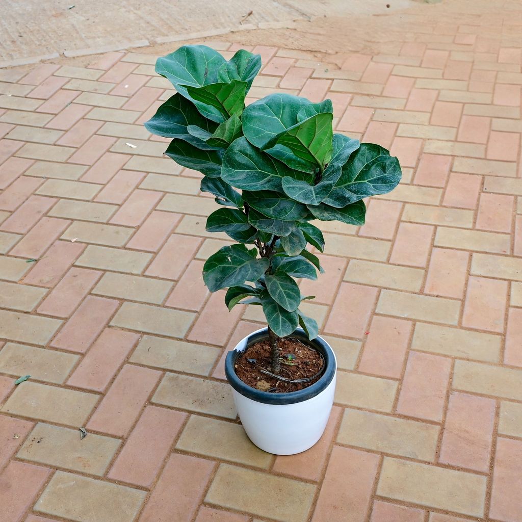 Buy Fiddle Leaf Fig / Ficus Lyrata (~ 3 Ft) in 10 Inch White Premium Sphere Plastic Pot with Tray Online | Urvann.com Fiddle Leaf Fig / Ficus Lyrata (~ 3 Ft) in 10 Inch White Premium Sphere Plastic Pot with Tray