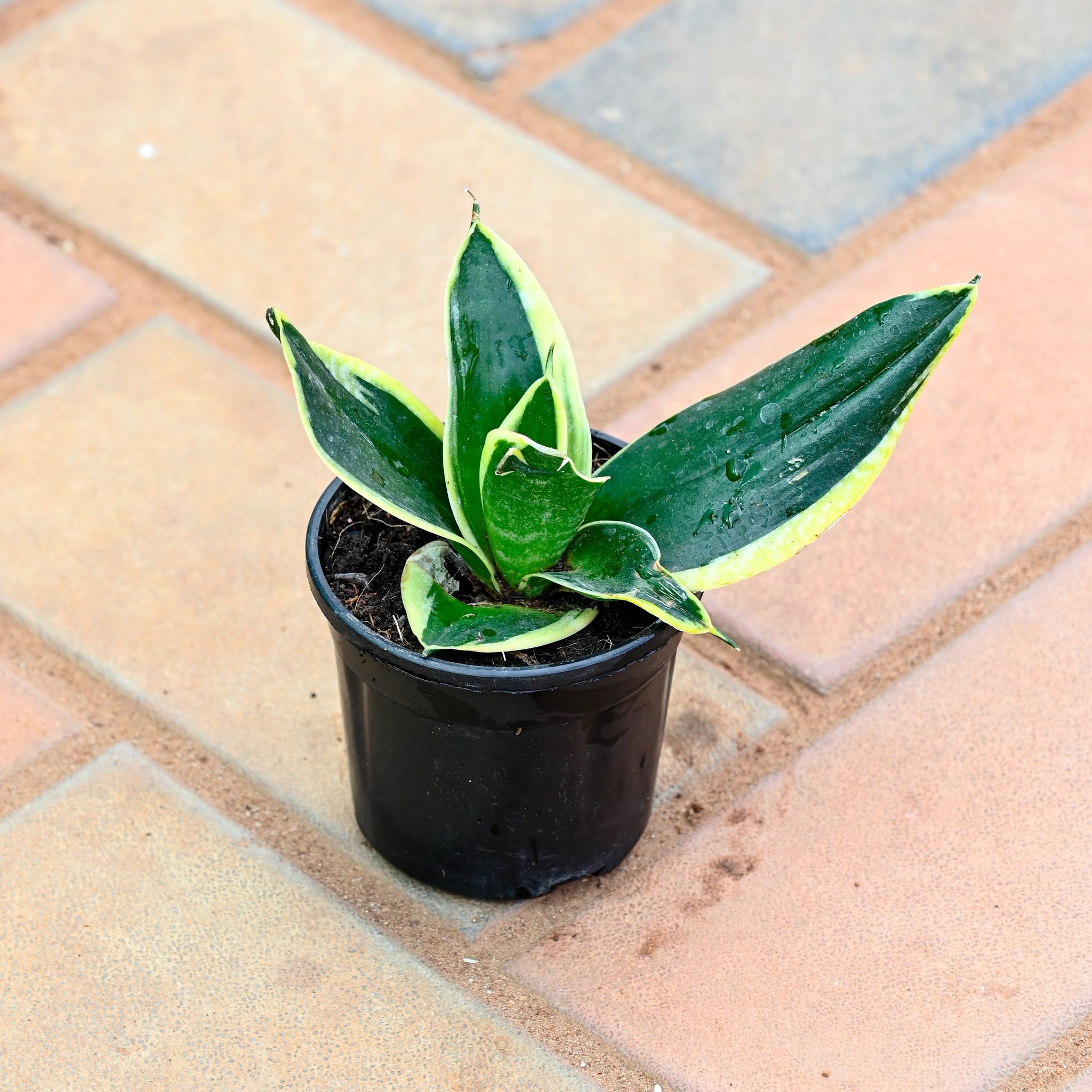 Snake Dwarf Variegated in 3 Inch Nursery Pot