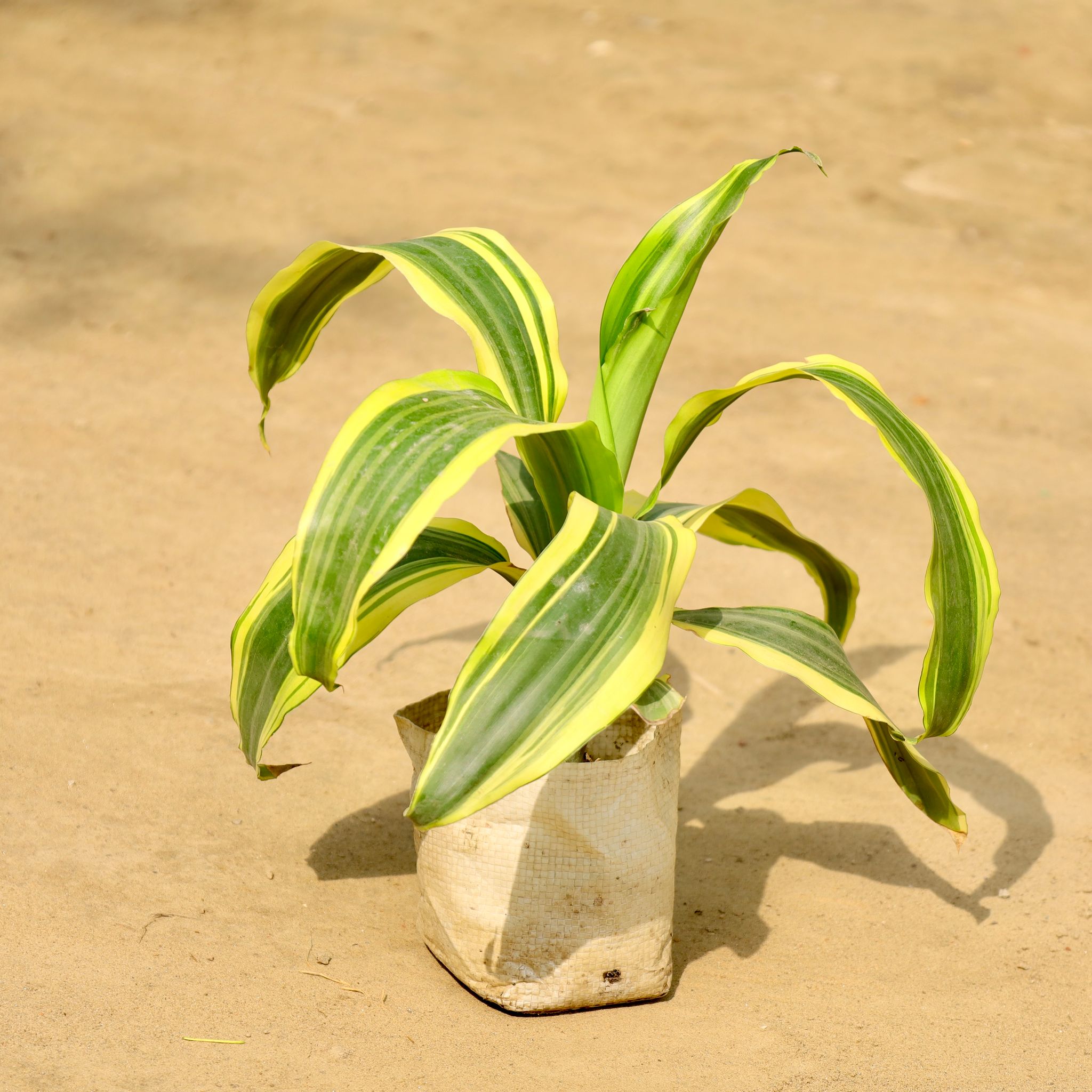 Dracaena Victoria in 4 Inch Nursery Bag