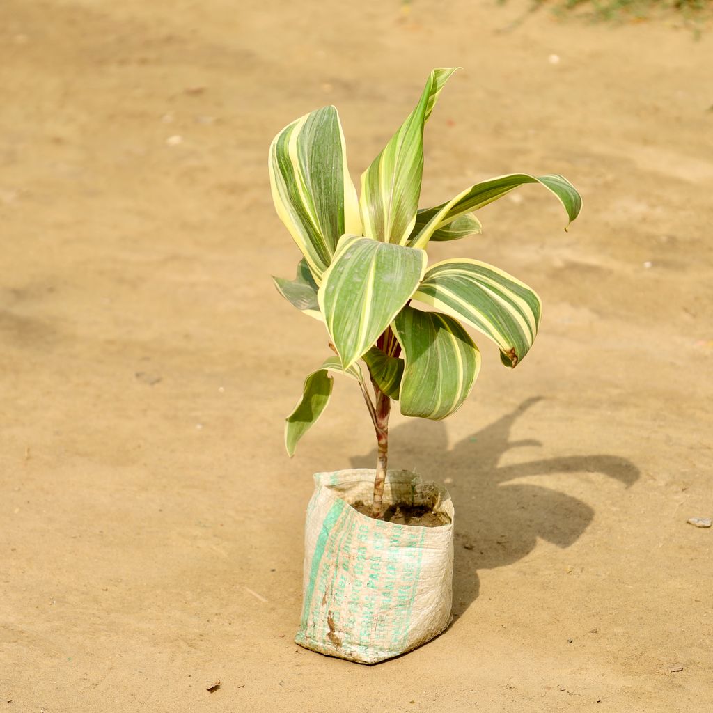 Buy Dracaena Fragrans in 4 Inch Nursery Bag Online | Urvann.com Dracaena Fragrans in 4 Inch Nursery Bag