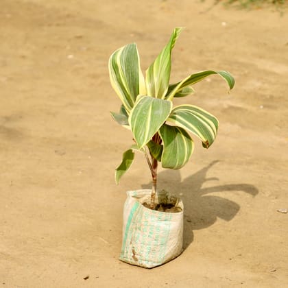 Buy Dracaena Fragrans in 4 Inch Nursery Bag Online | Urvann.com