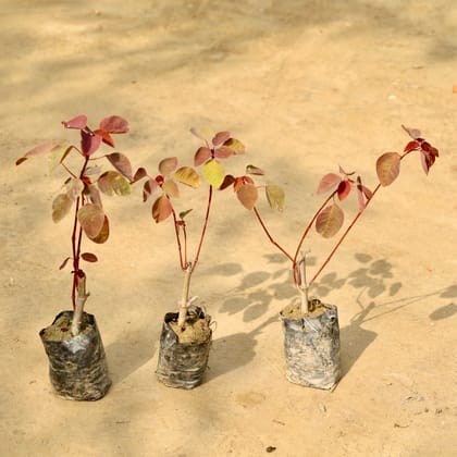 Buy Set of 3 - Euphorbia (Any Colour) in 4 Inch Nursery Bag Online | Urvann.com