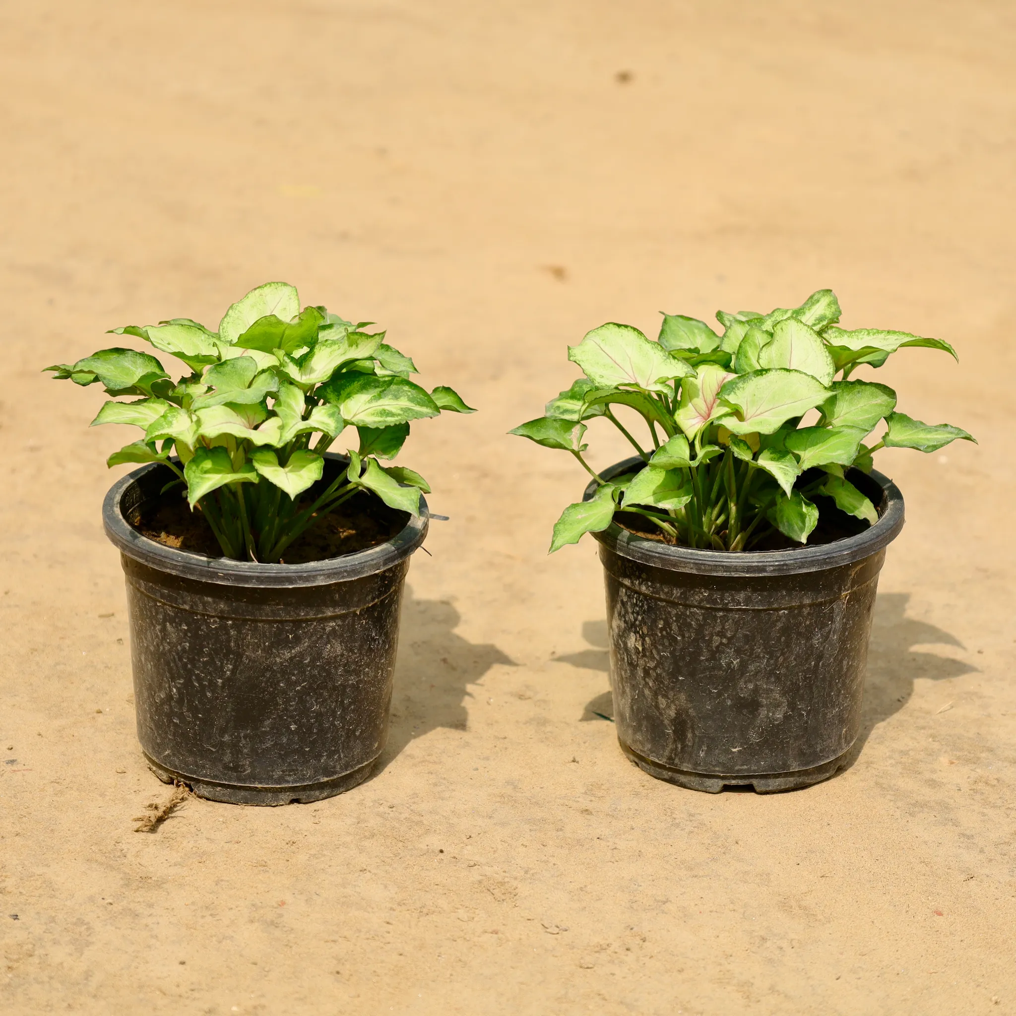 Set of 2 - Syngonium Dwarf in 4 Inch Nursery Pot