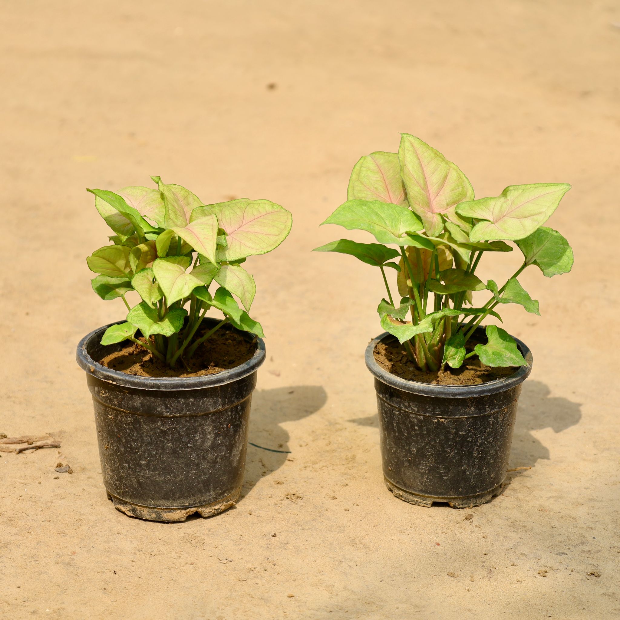 Set of 2 - Syngonium Dwarf Red in 4 Inch Nursery Pot