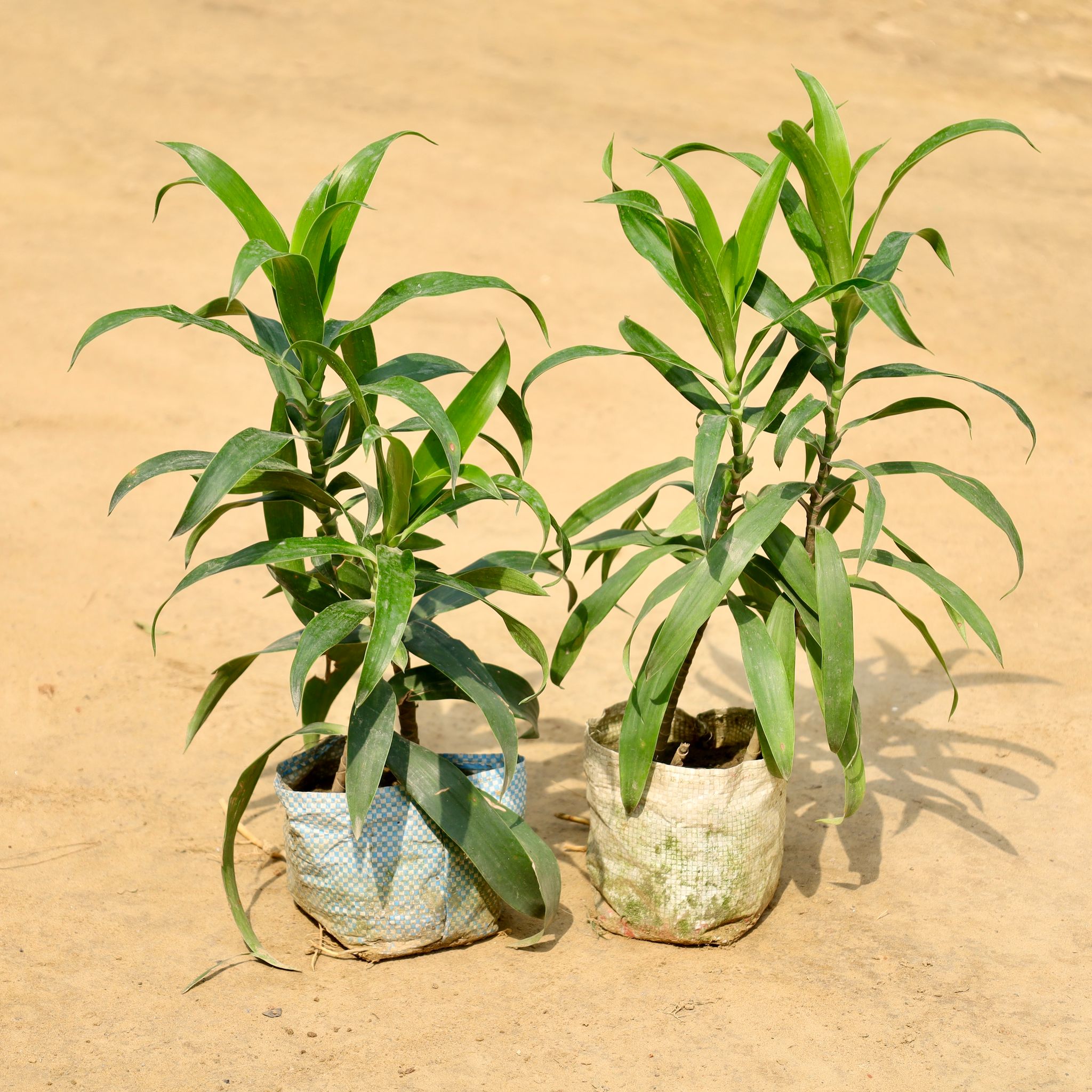 Set of 2 - Dracaena Green in 4 Inch Nursery Bag