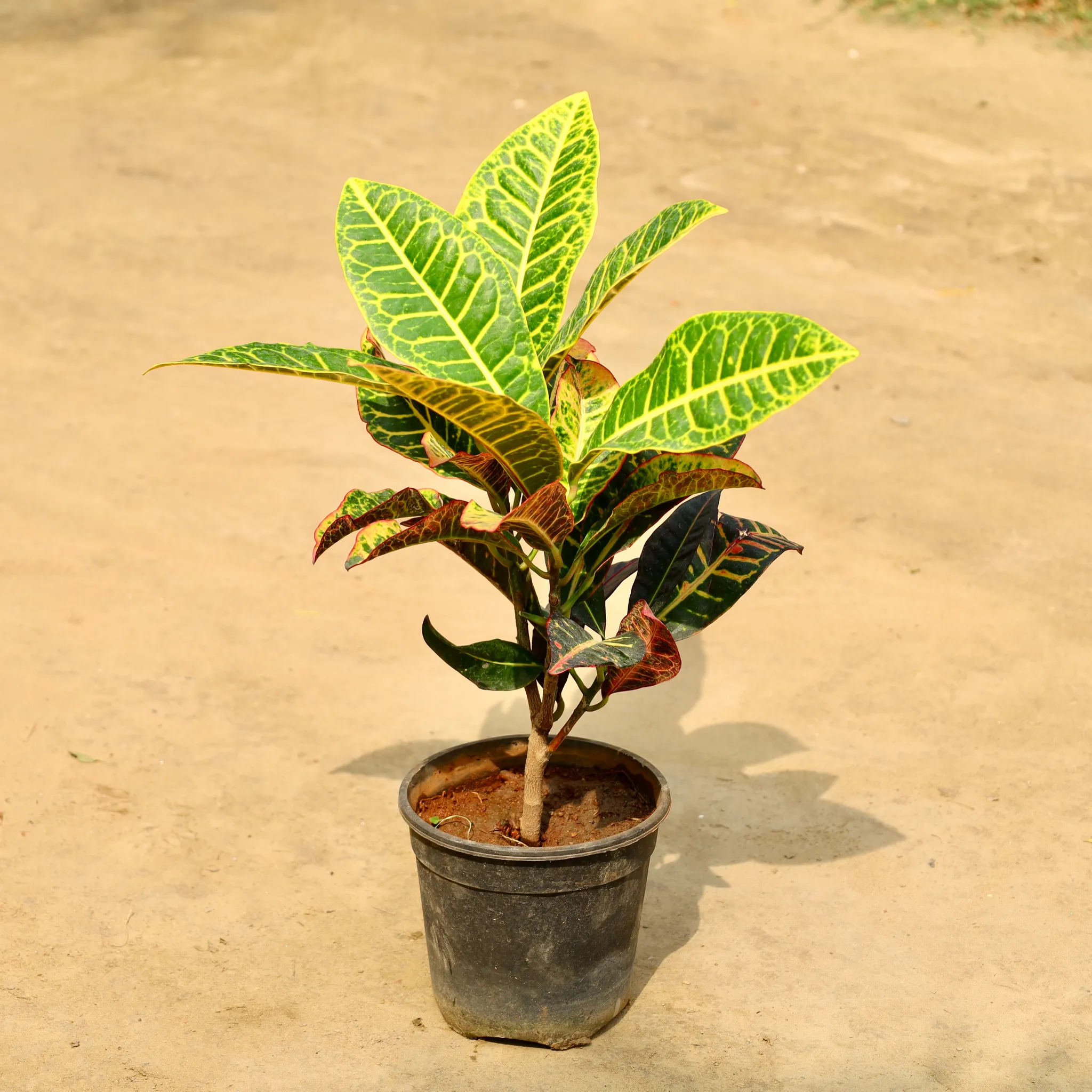 Croton Petra in 6 Inch Nursery Pot