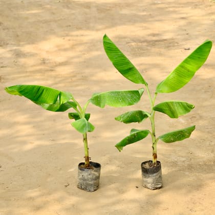 Buy Set of 2 - Banana Plant in 7 Inch Nursery Bag Online | Urvann.com