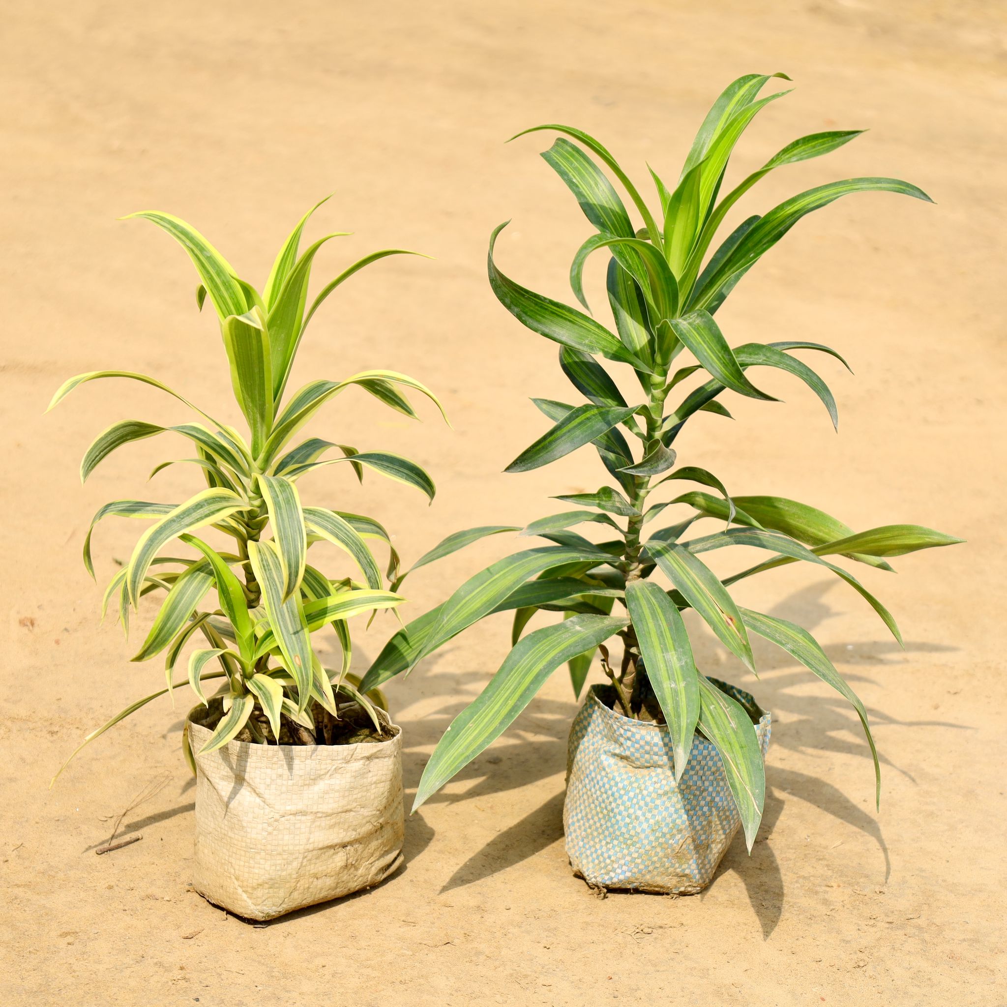 Set of 2 - Song of India & Dracaena Messenger in 4 Inch Nursery Bag