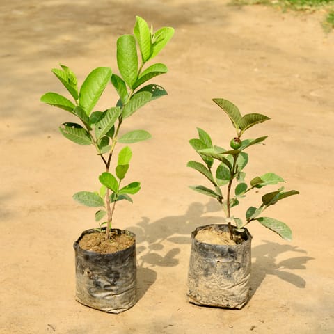 Set of 2 - Amrood / Guava in 7 Inch Nursery Bag