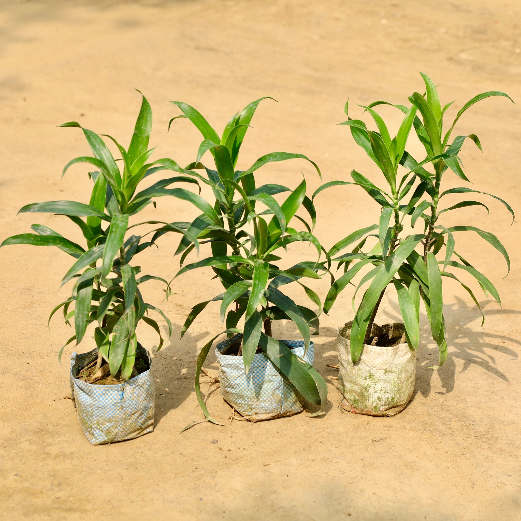 Set of 3 - Dracaena Green in 4 Inch Nursery Bag