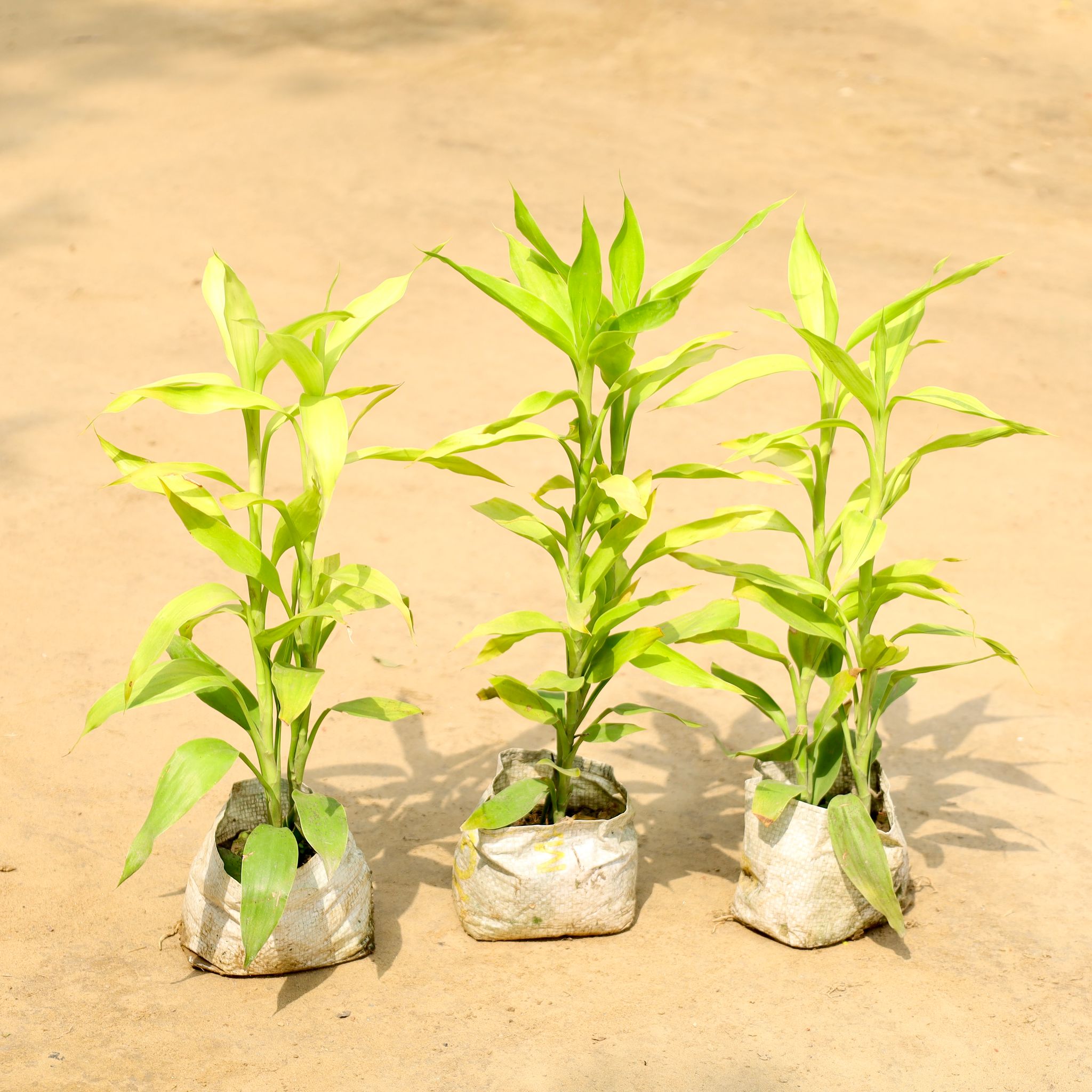 Set of 3 - Golden Lucky Bamboo in 4 Inch Nursery Bag