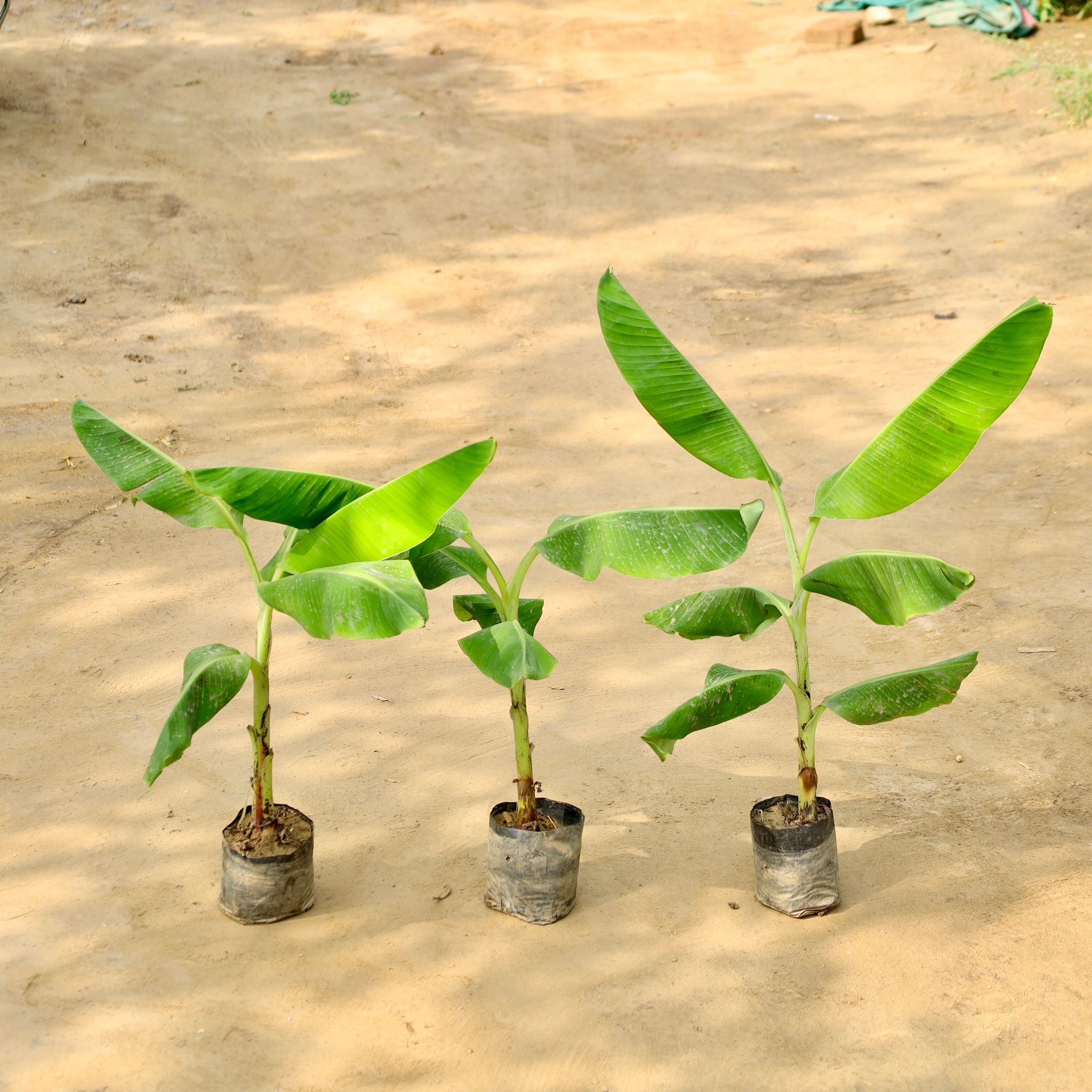 Set of 3 - Banana Plant in 7 Inch Nursery Bag