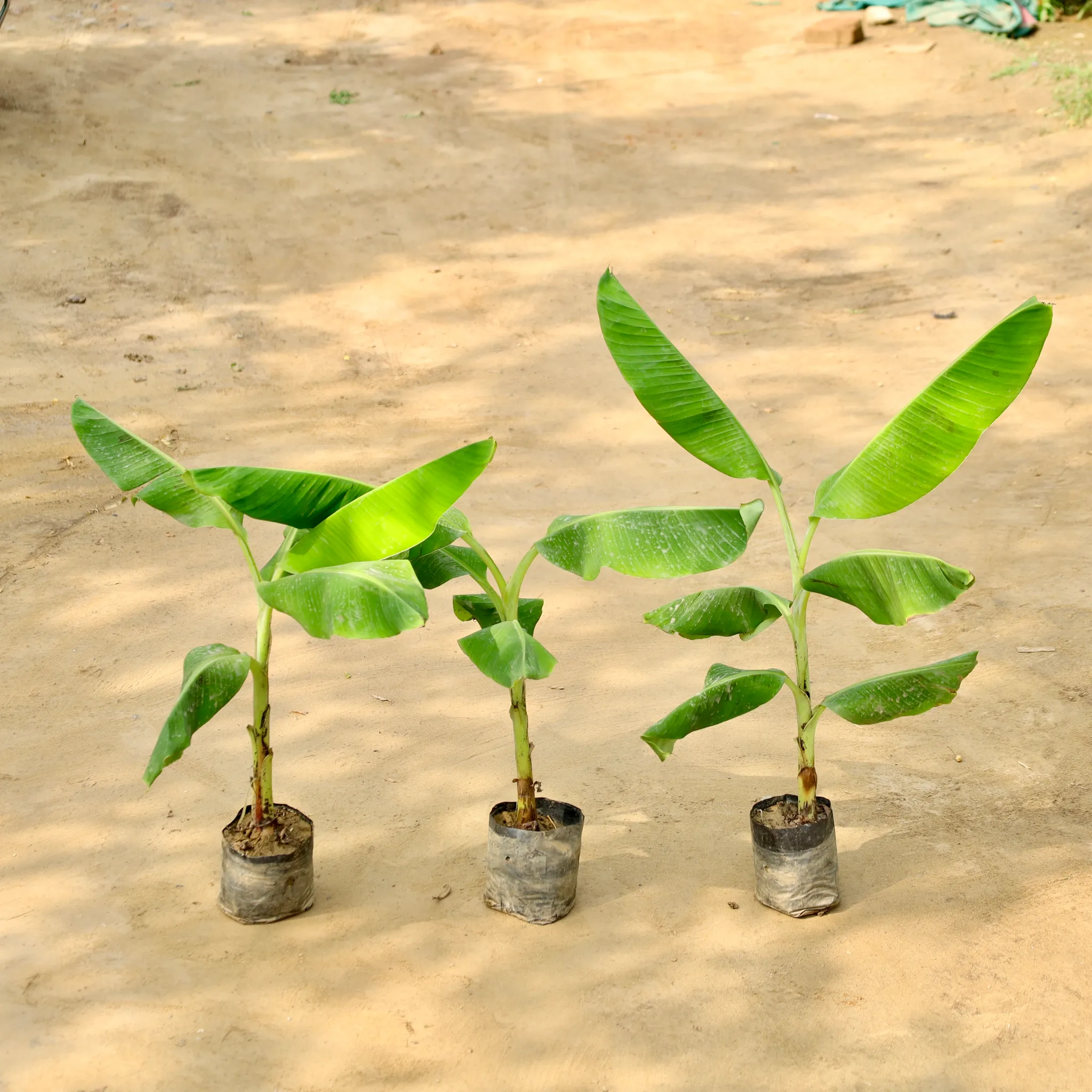 Set of 3 - Banana Plant in 7 Inch Nursery Bag