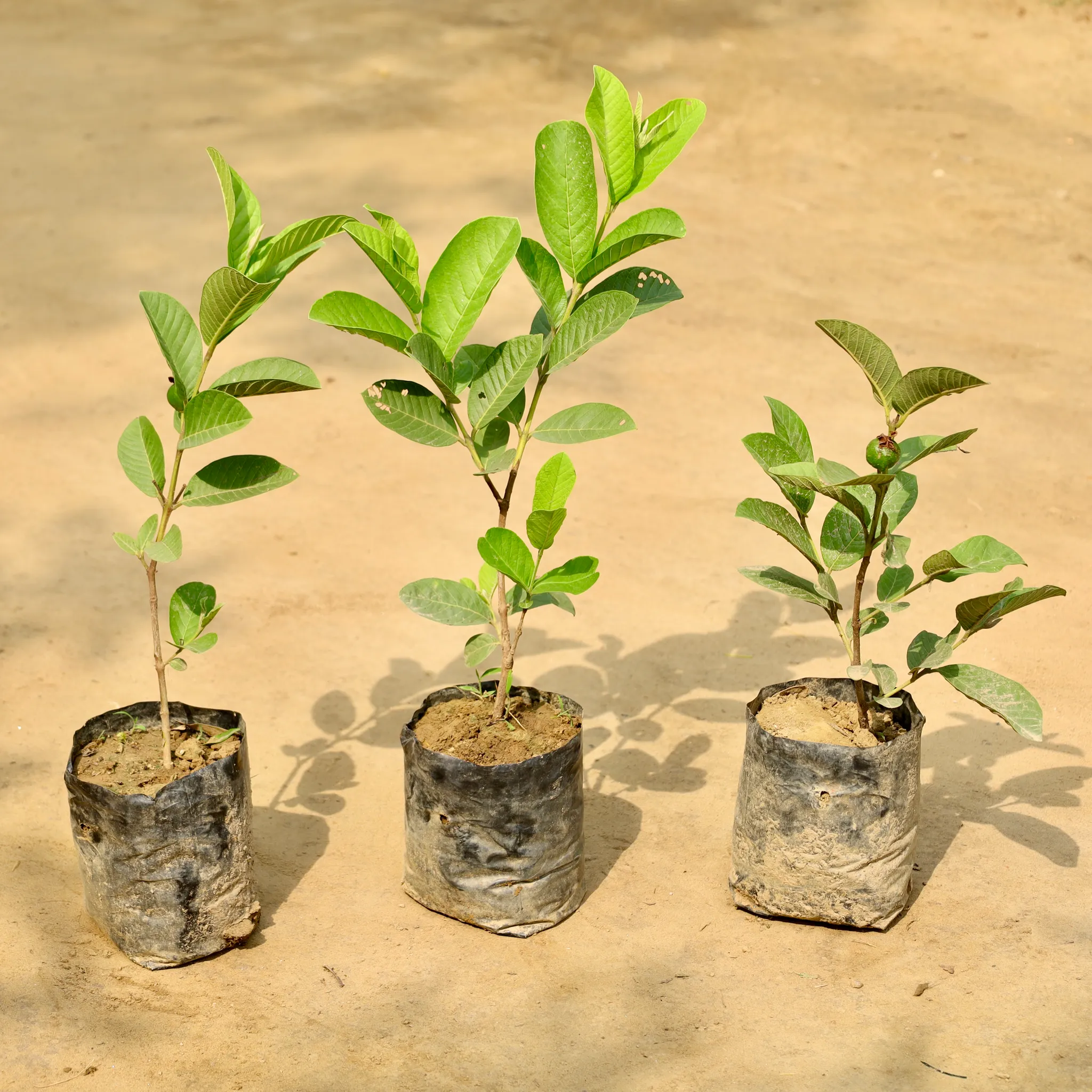 Set of 3 - Amrood / Guava in 7 Inch Nursery Bag