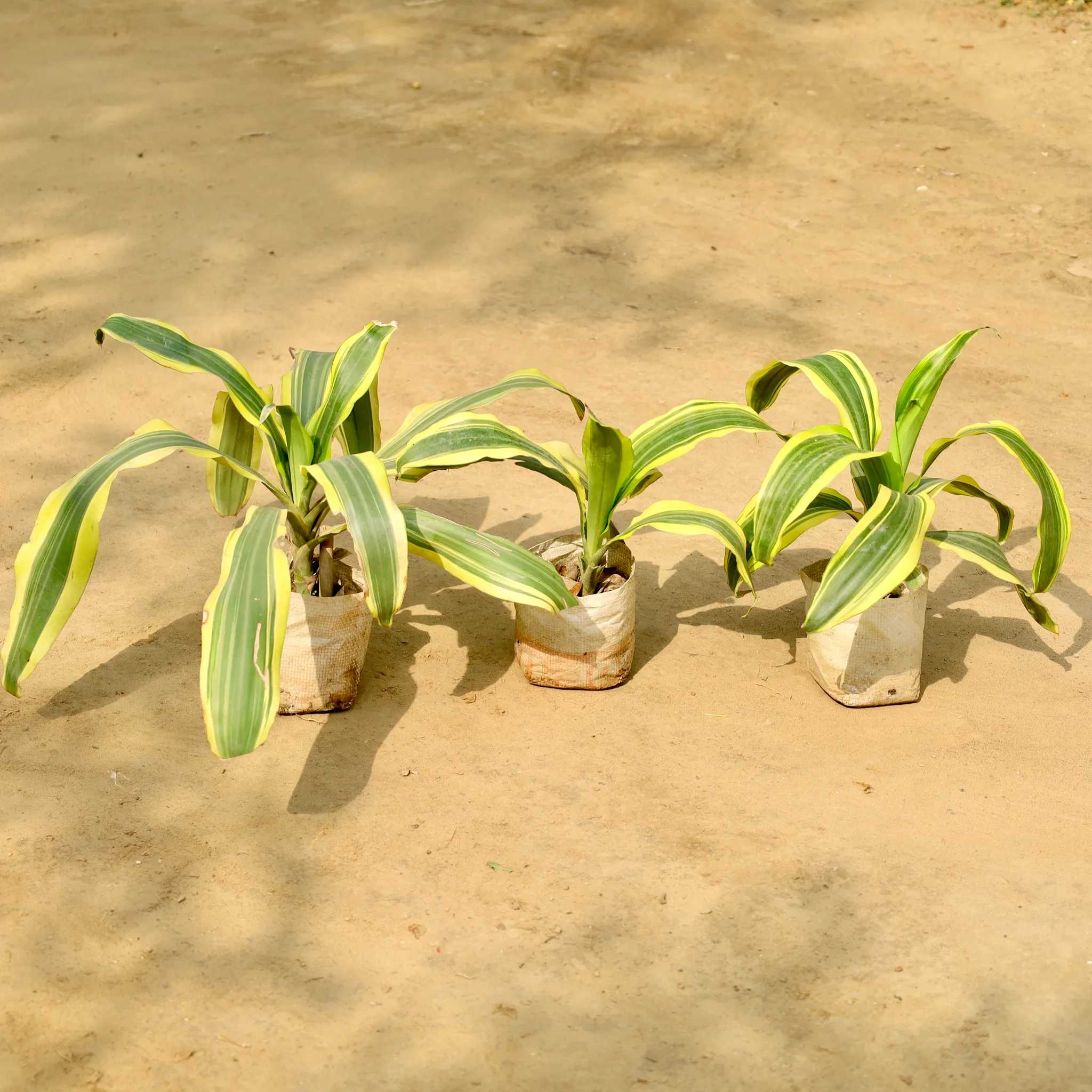 Set of 3 - Dracaena Victoria in 4 Inch Nursery Bag