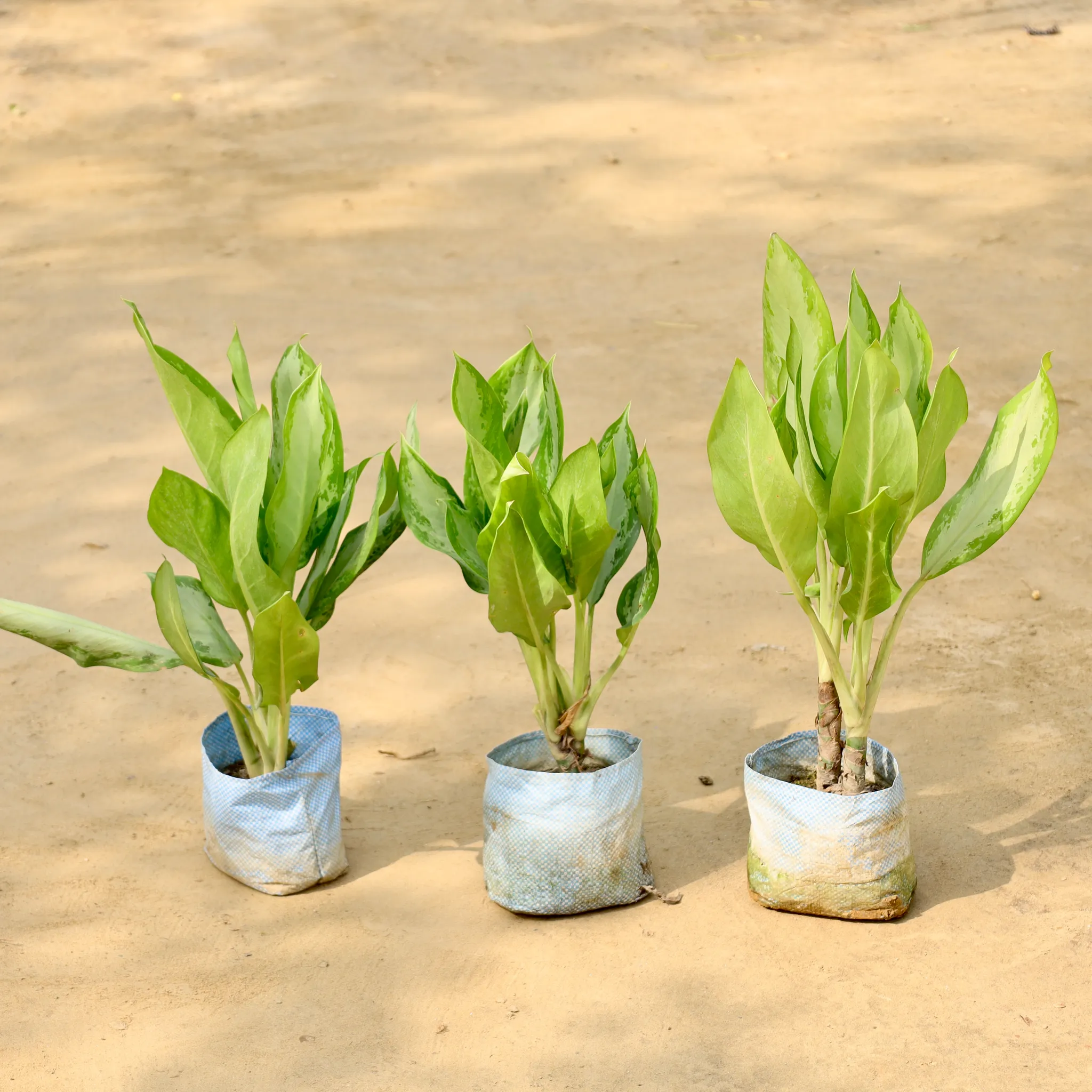 Set of 3 - Aglaonema Dove in 7 Inch Nursery Bag