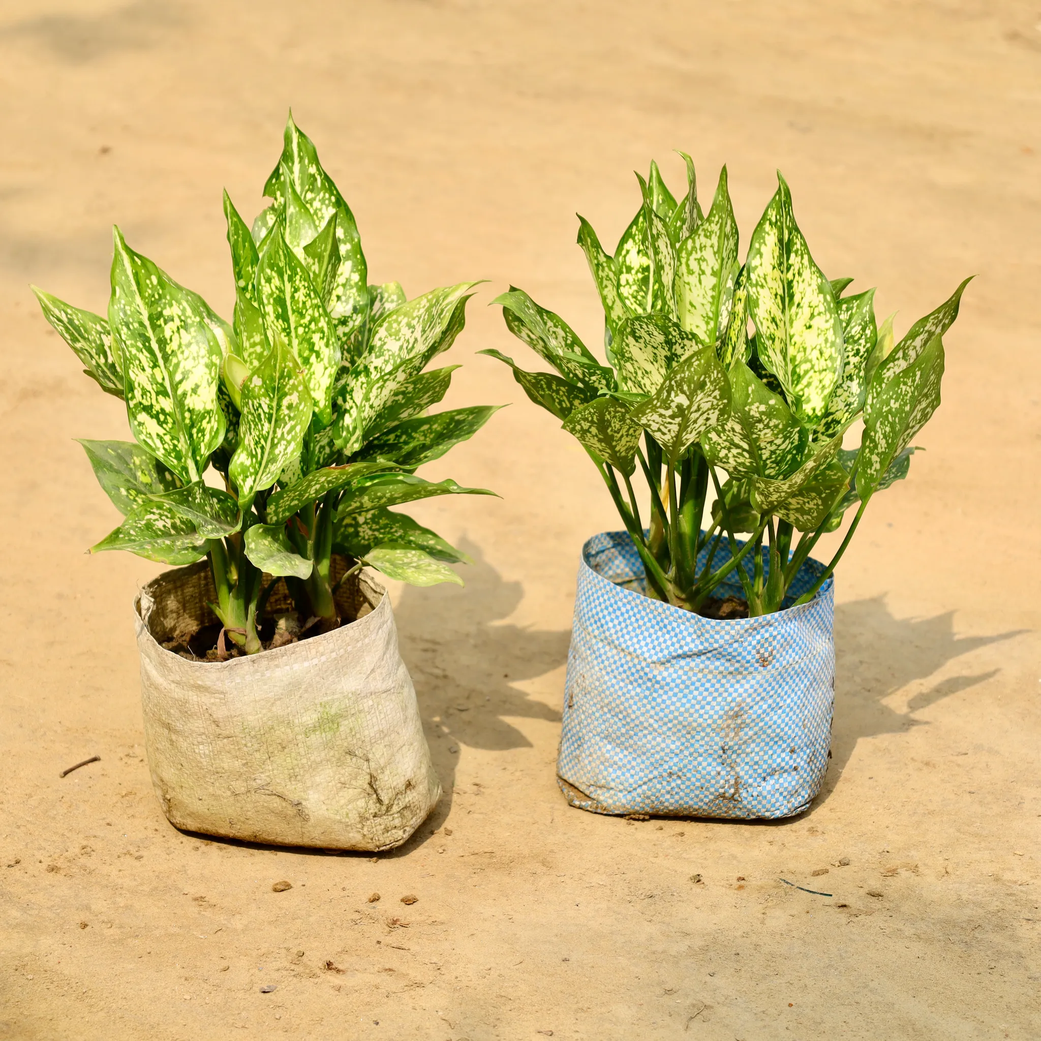 Set of 2 -Aglaonema Snow White in 8 Inch Nursery Bag