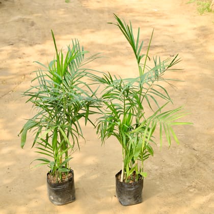 Buy Set of 2 - Cane / Bamboo Palm in 8 Inch Nursery Bag Online | Urvann.com