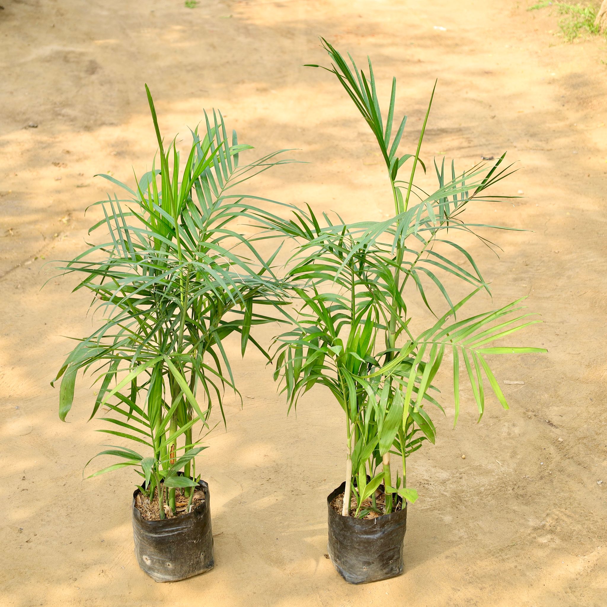 Set of 2 - Cane / Bamboo Palm in 8 Inch Nursery Bag