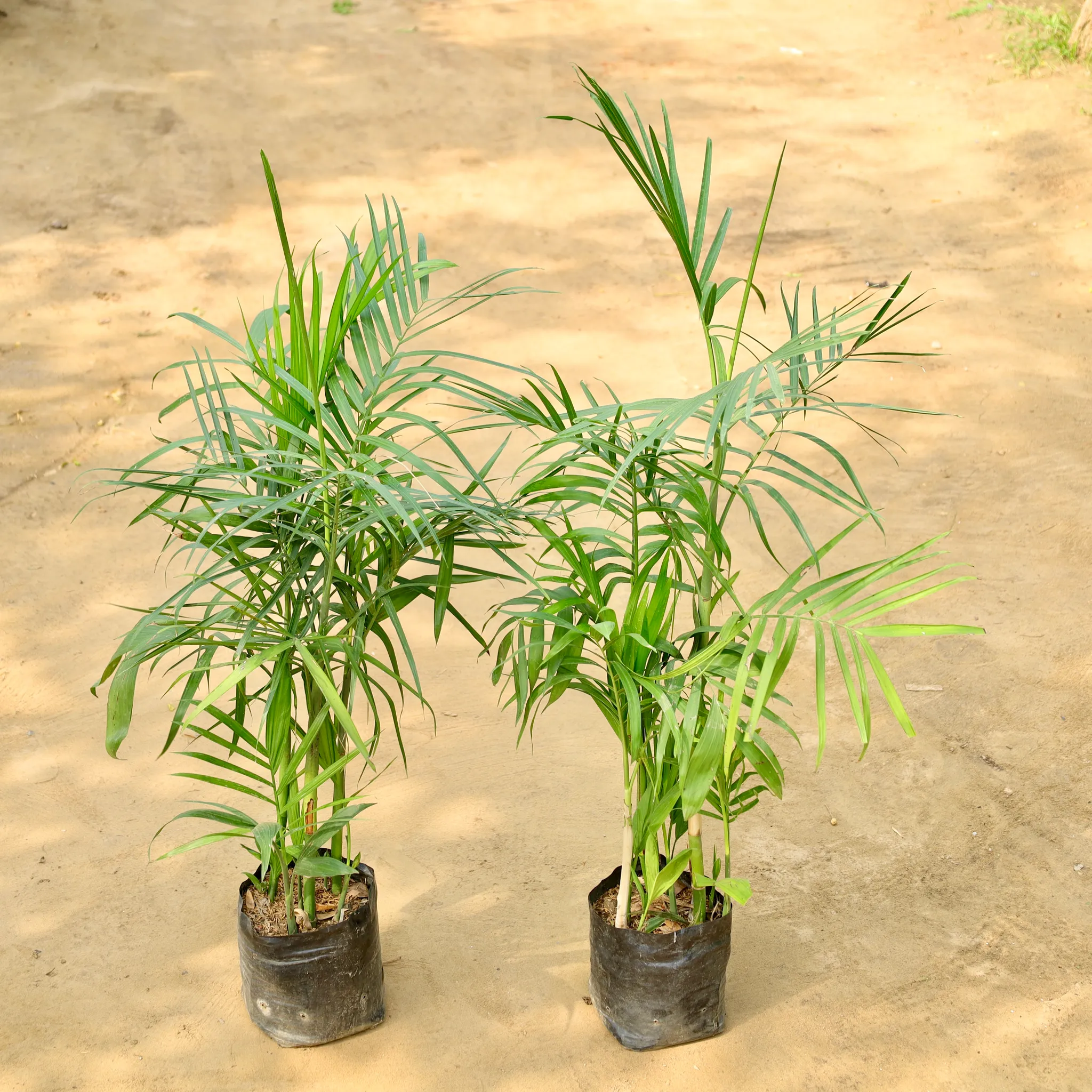 Set of 2 - Cane / Bamboo Palm in 8 Inch Nursery Bag