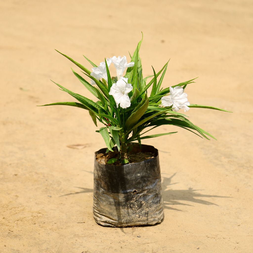 Buy Ruellia (Any Colour) in 4 Inch Nursery Bag Online | Urvann.com Ruellia (Any Colour) in 4 Inch Nursery Bag