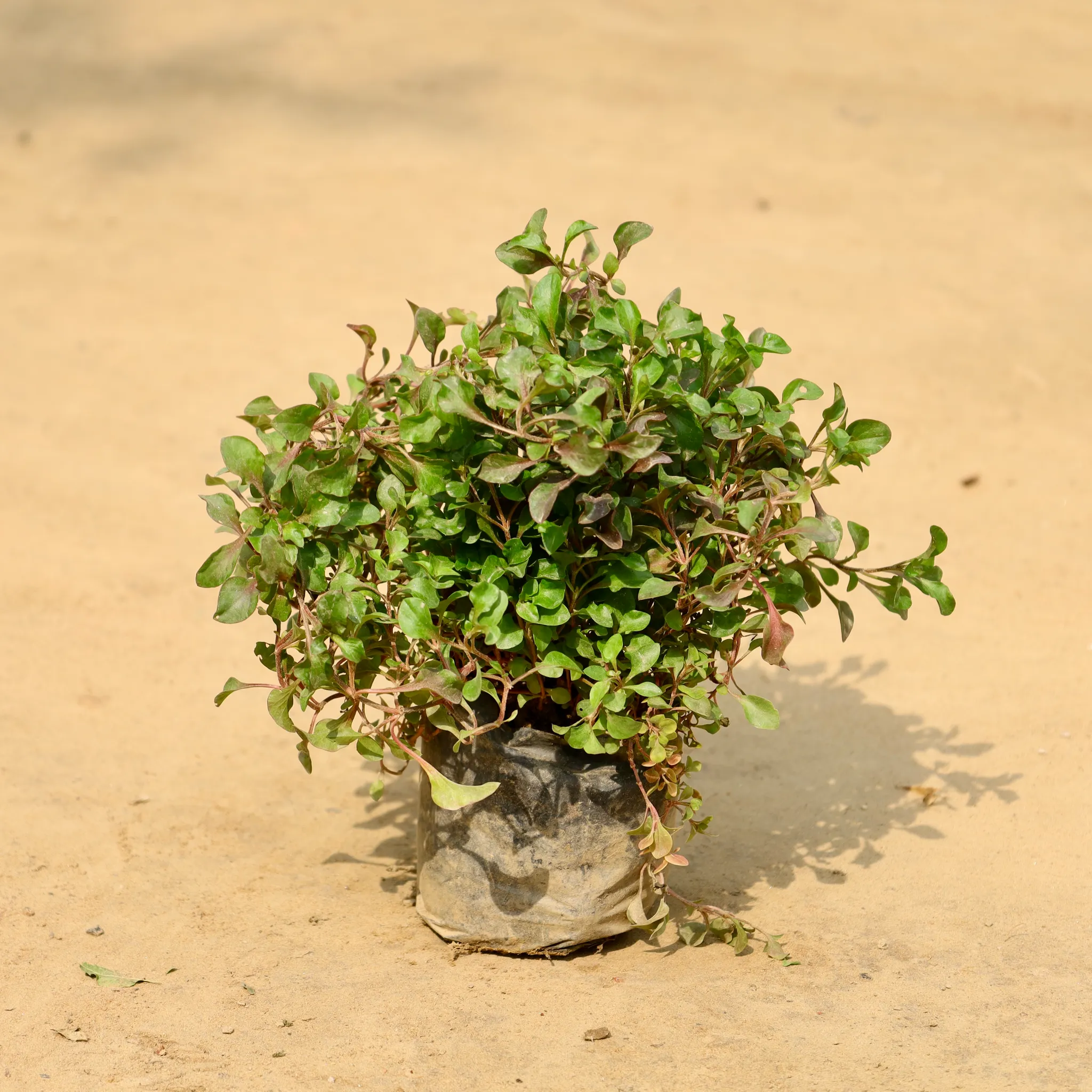 Alternanthera Red in 4 Inch Nursery Bag