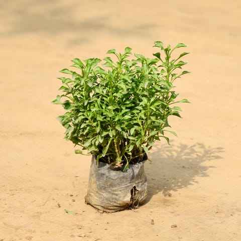 Alternanthera Green in 4 Inch Nursery Bag