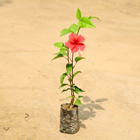 Hibiscus / Gudhal (Any Colour) in 4 Inch Nursery Bag