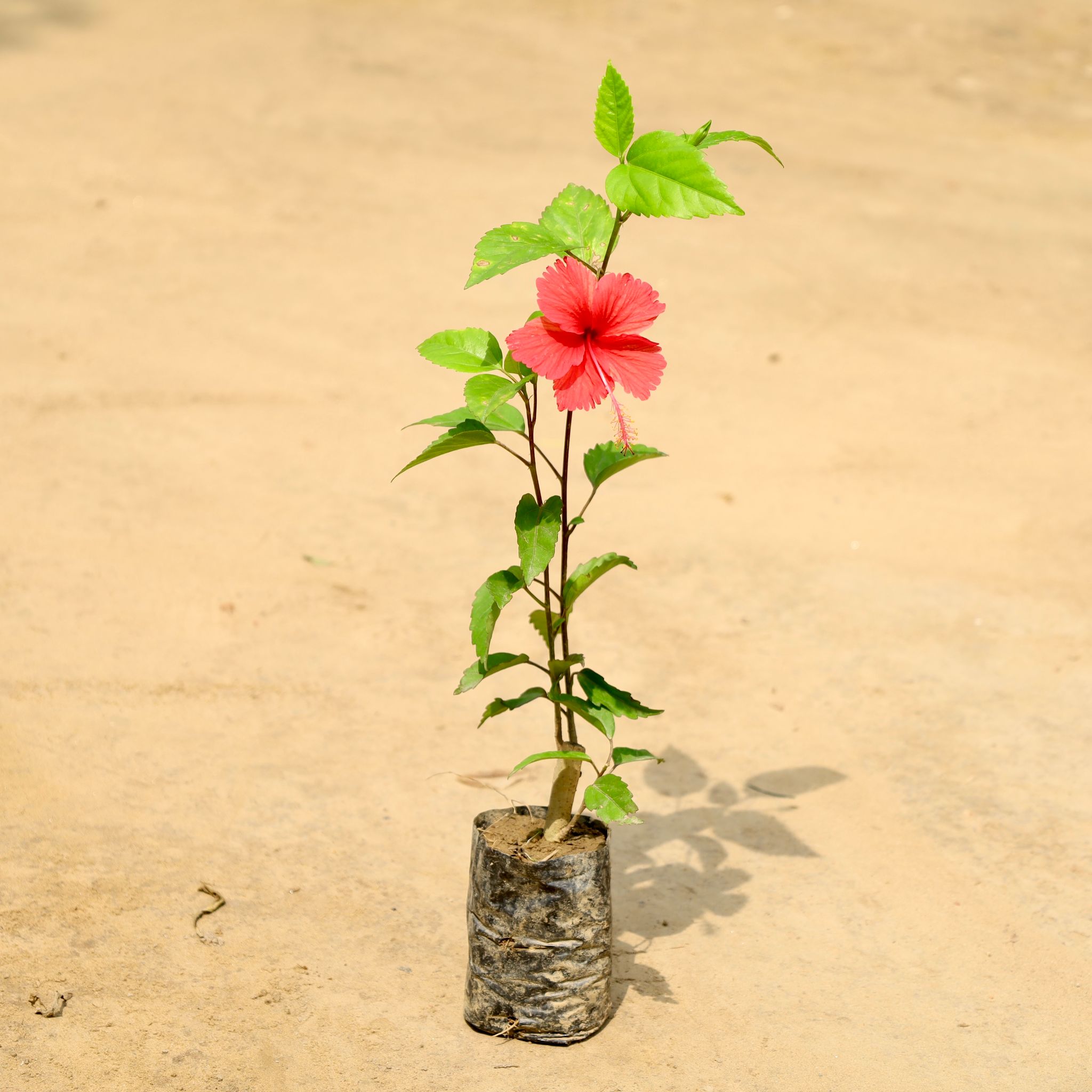 Hibiscus / Gudhal (Any Colour) in 4 Inch Nursery Bag