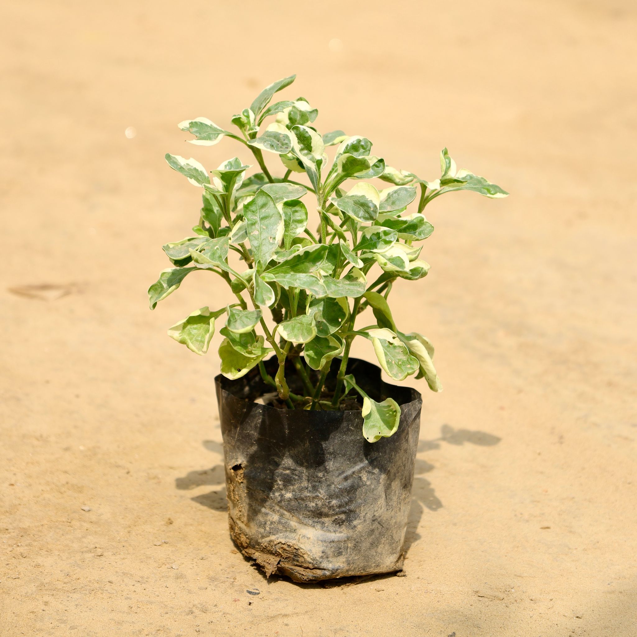 Alternanthera Variegated in 4 Inch Nursery Bag