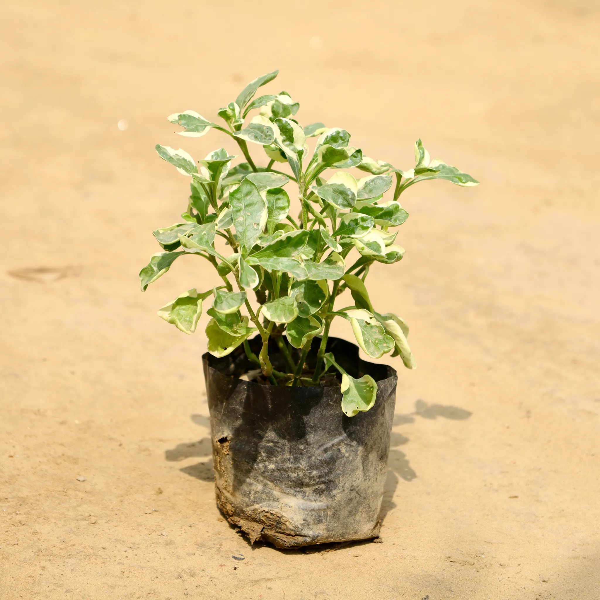 Alternanthera Variegated in 4 Inch Nursery Bag