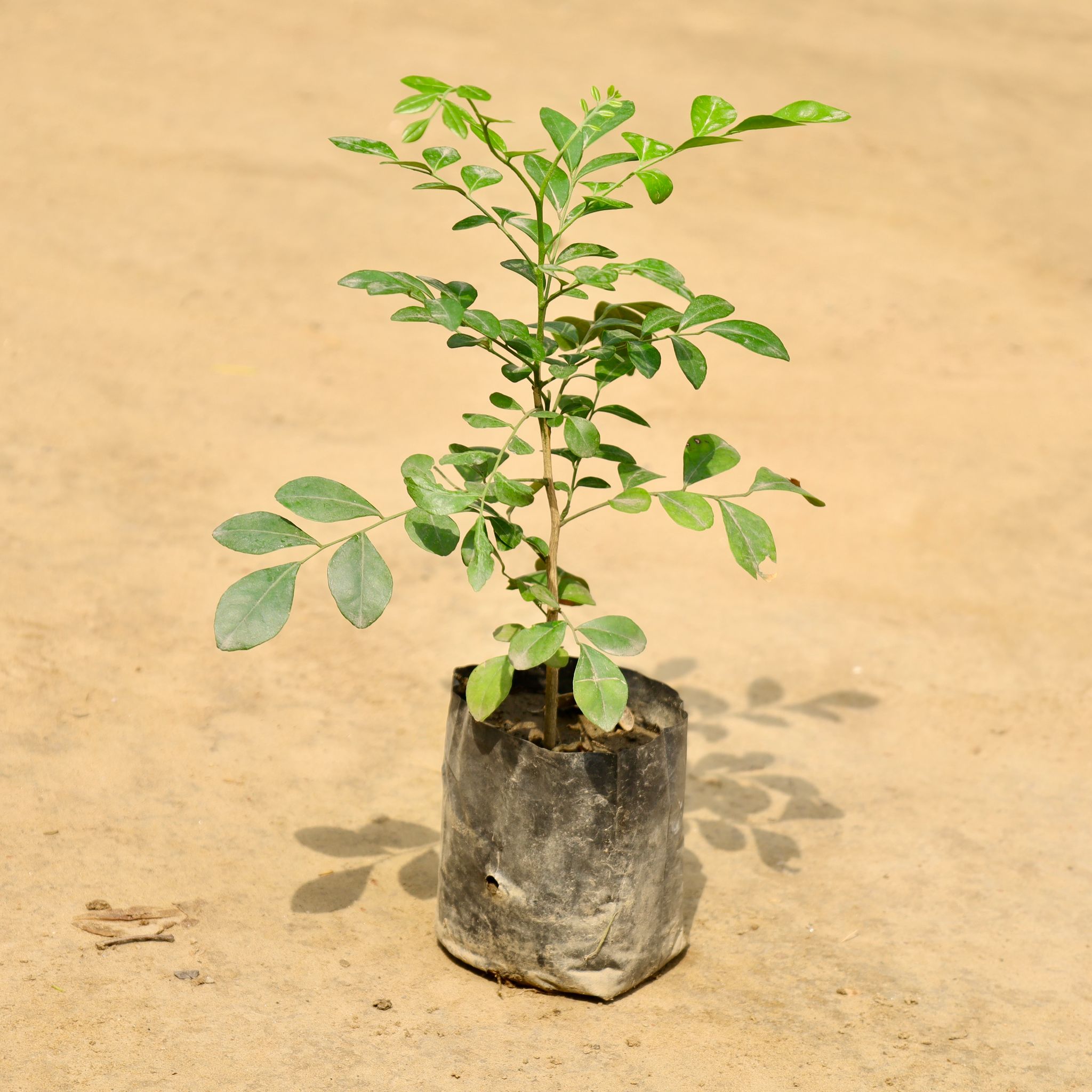 Murraya / Madhu Kamini (Any Colour) in 4 Inch Nursery Bag