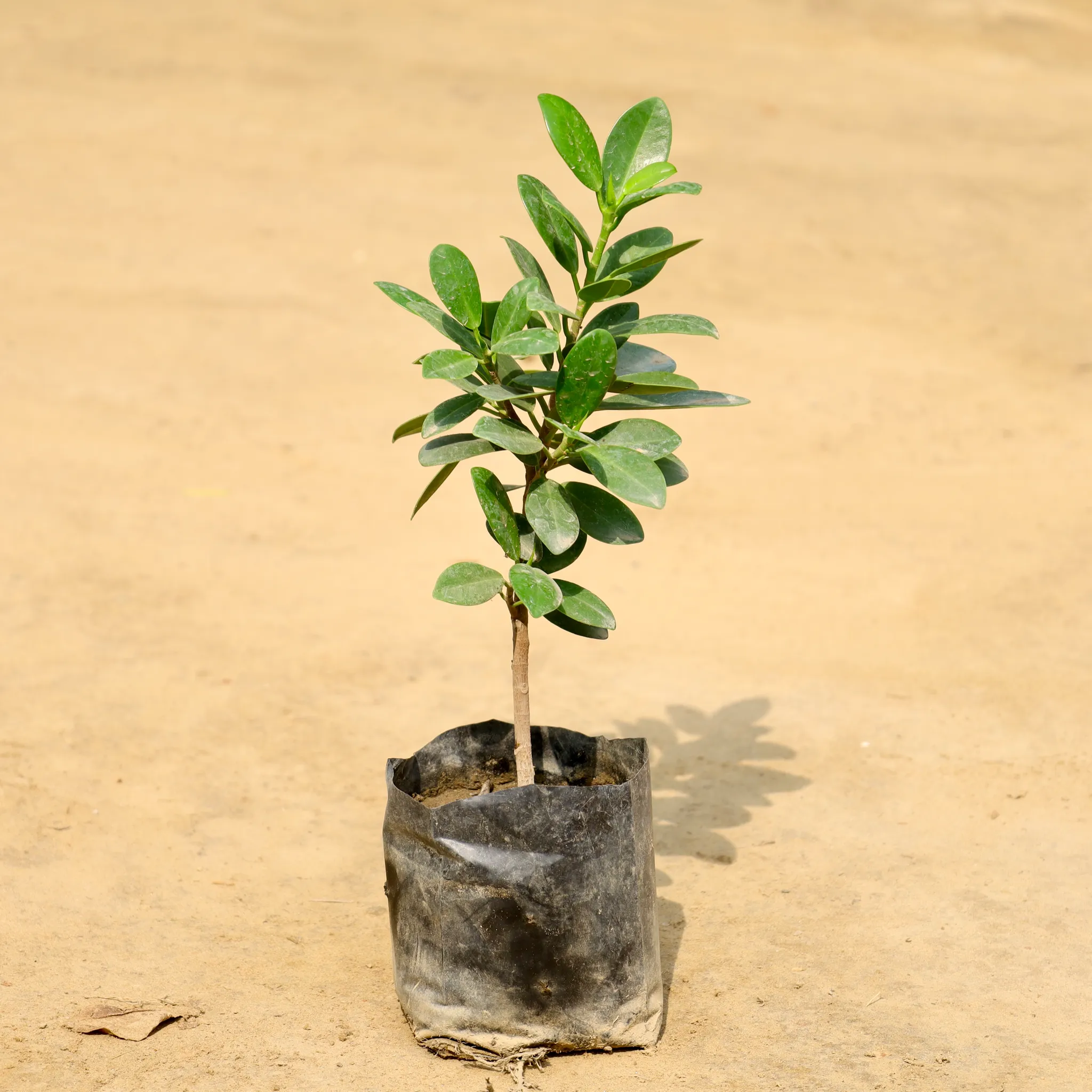 Ficus Long Island in 4 Inch Nursery Bag