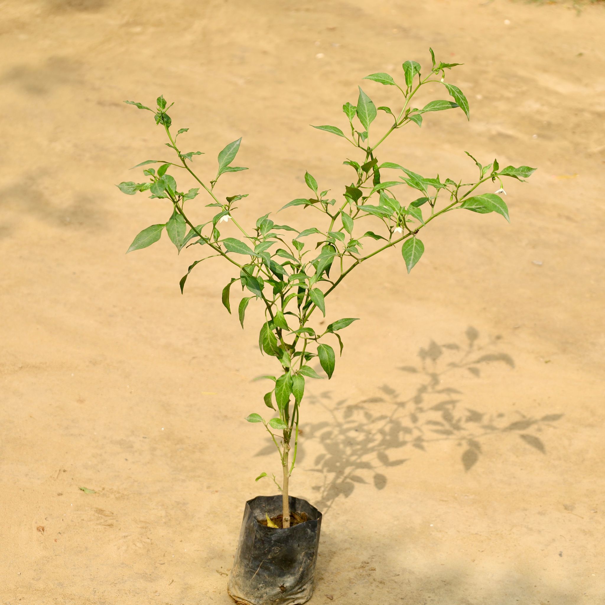 Green Chilli Plant in 4 Inch Nursery Bag