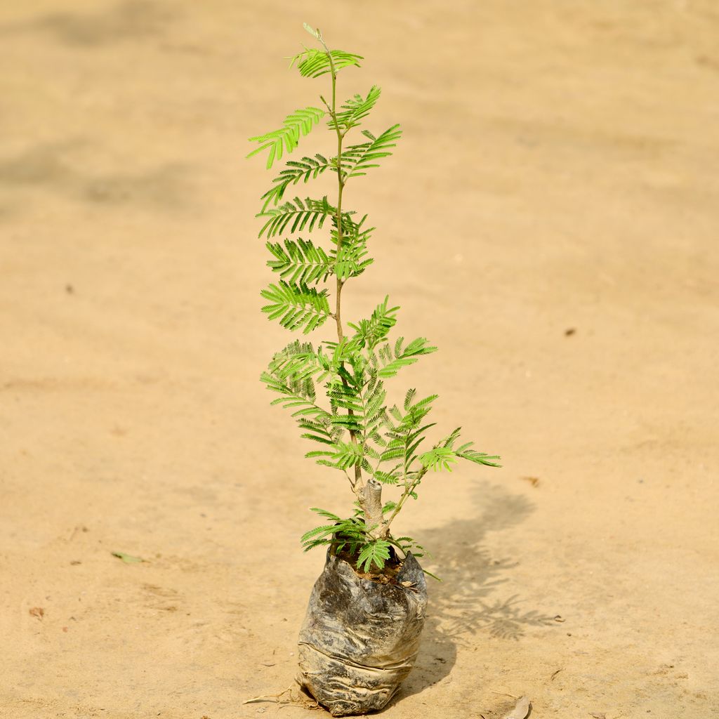 Buy Shami Plant in 4 Inch Nursery Bag Online | Urvann.com Shami Plant in 4 Inch Nursery Bag