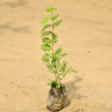 Shami Plant in 4 Inch Nursery Bag