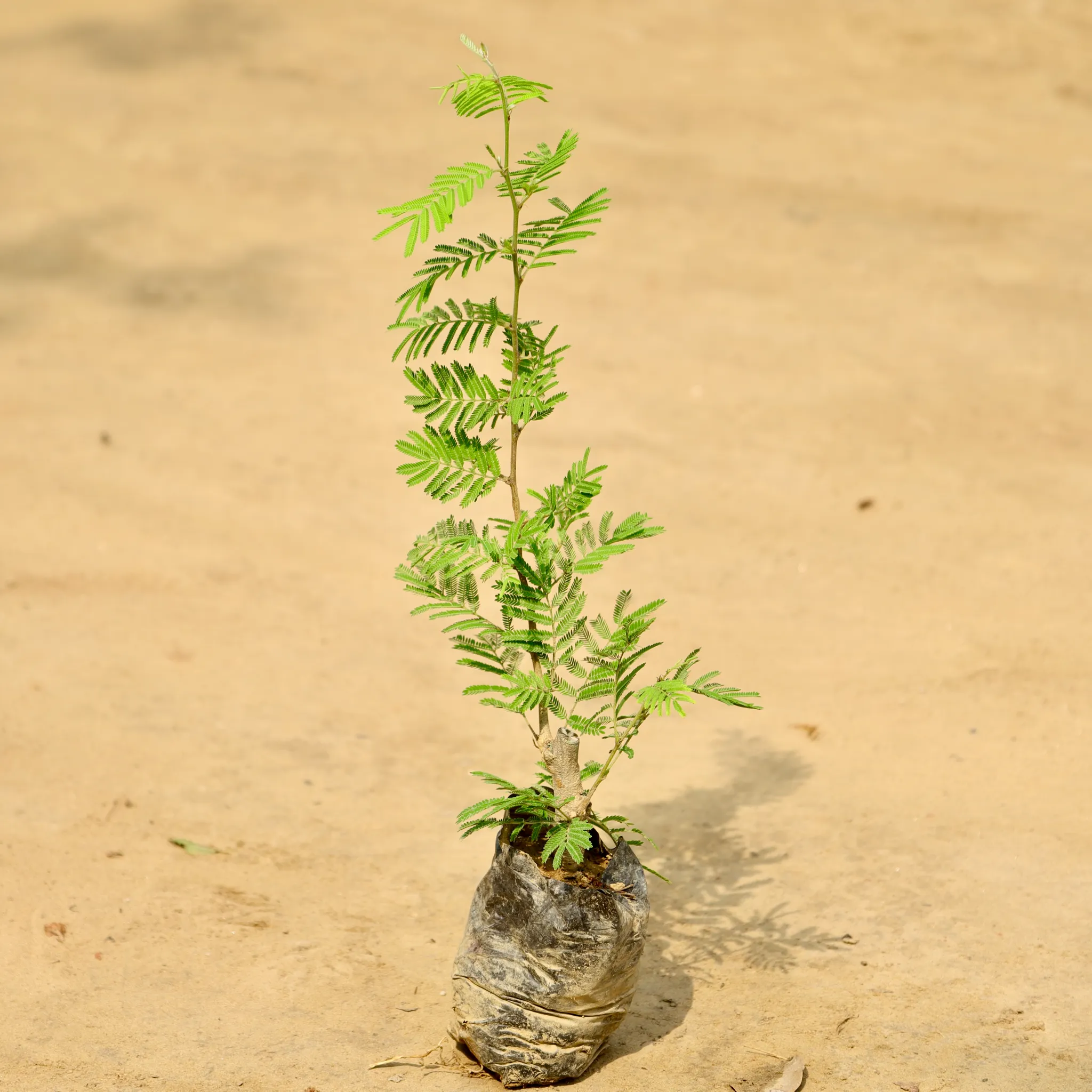 Shami Plant in 4 Inch Nursery Bag