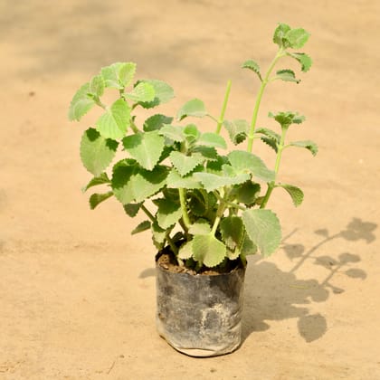 Buy Ajwain Plant in 4 Inch Nursery Bag Online | Urvann.com